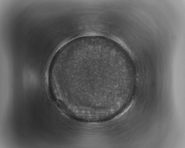 X0000101701173200807311426