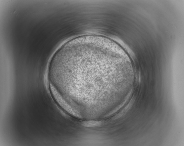 X0000101701294200807311424