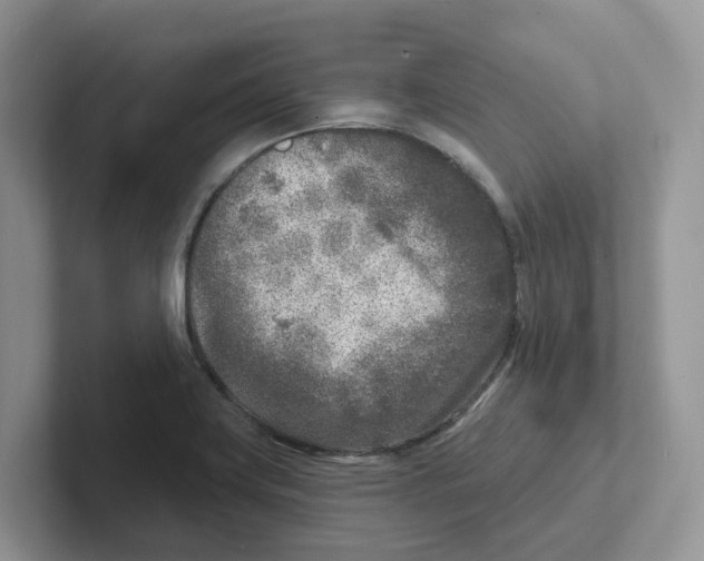 X0000101701419200807311423