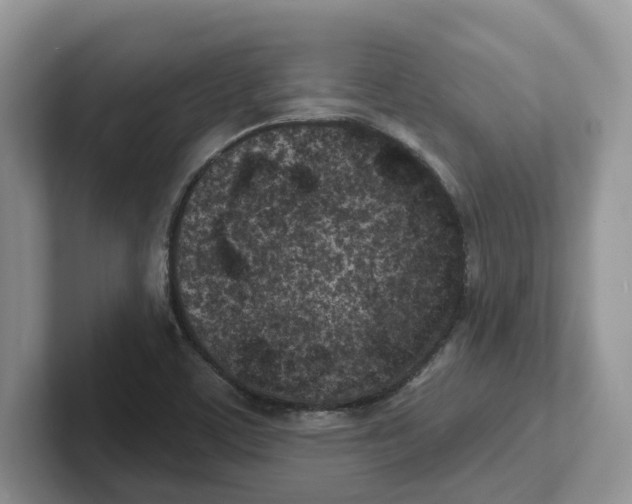 X0000101701459200807311422