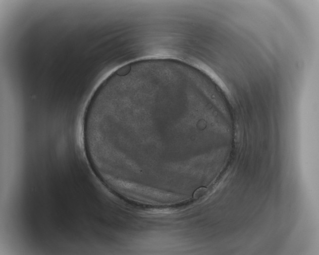 X0000101701468200807311422