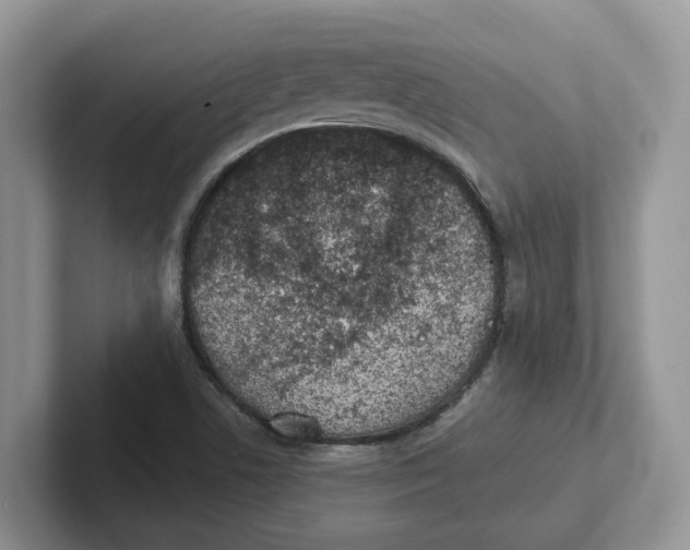 X0000101701506200807311421