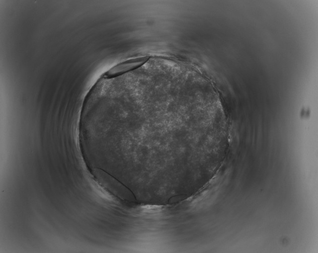 X0000101700052200808071209