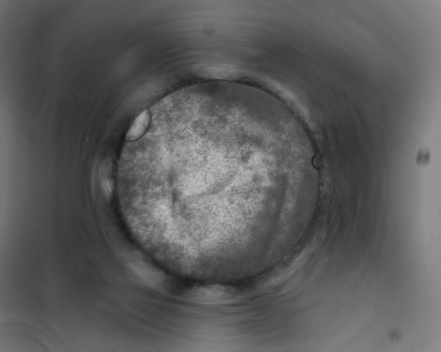 X0000101700069200808071209