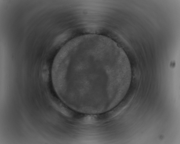 X0000101700080200808071209