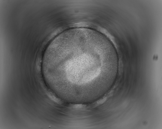 X0000101700153200808071207