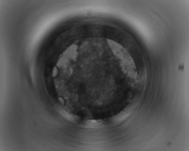 X0000101700239200808071206