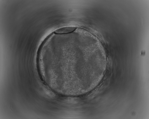 X0000101700292200808071205
