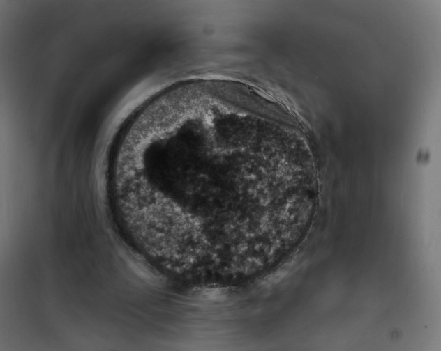 X0000101700295200808071205