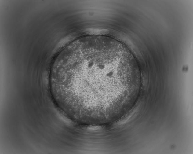 X0000101700357200808071204