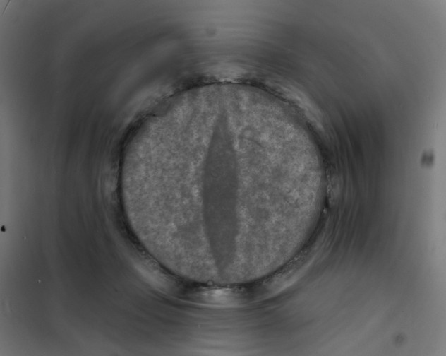 X0000101700365200808071204