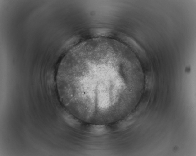 X0000101700377200808071205