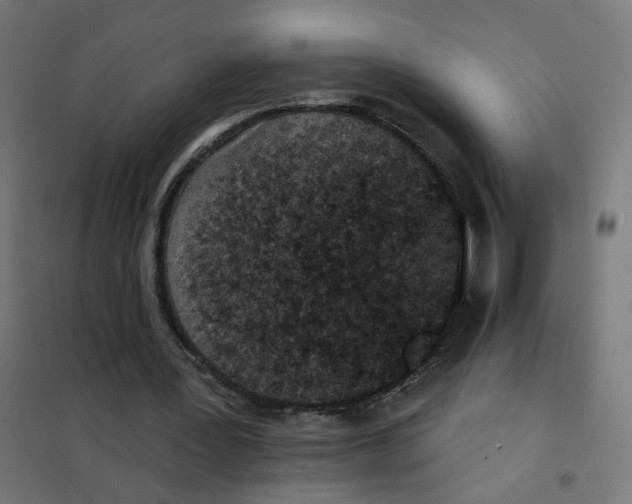 X0000101700387200808071204