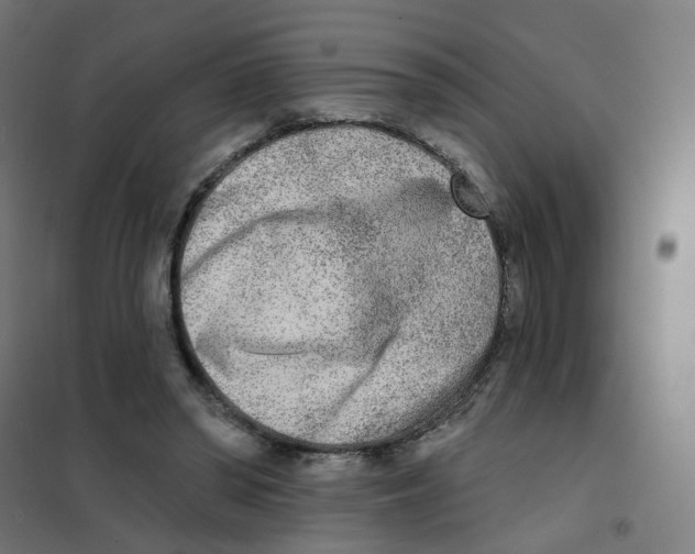X0000101700398200808071204