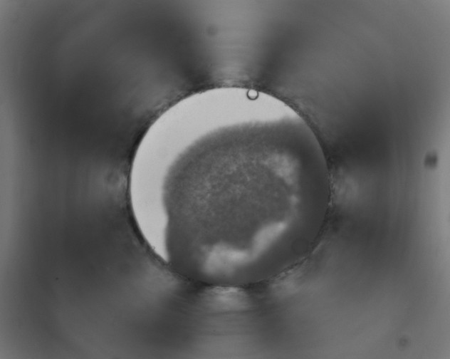 X0000101700427200808071203