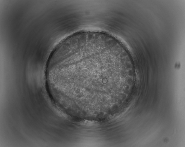 X0000101700487200808071202