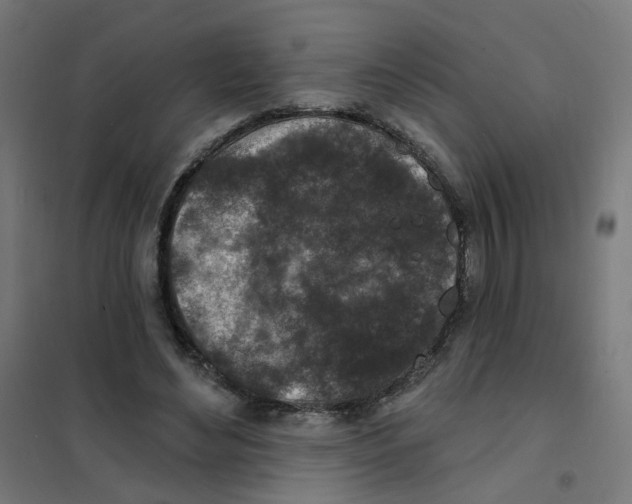 X0000101700492200808071202