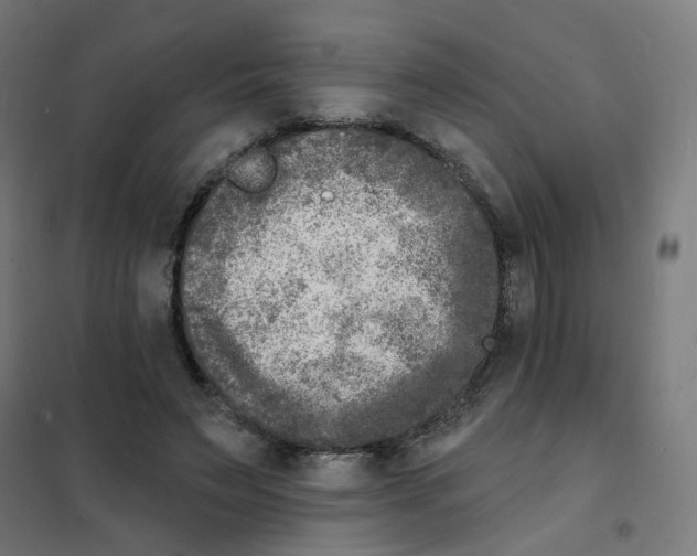 X0000101700495200808071202