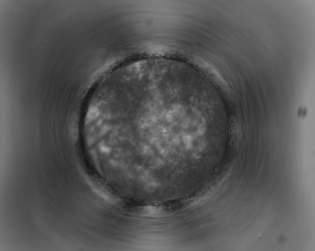 X0000101700496200808071202
