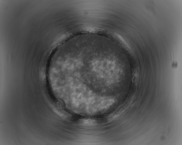 X0000101700500200808071202