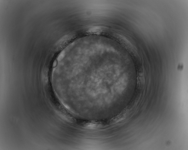X0000101700504200808071202