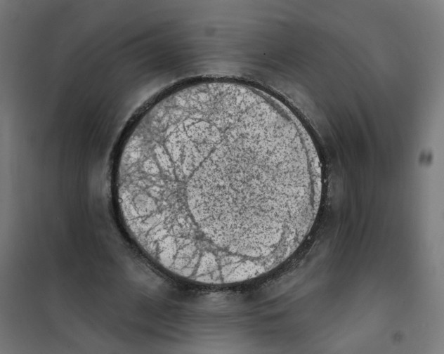 X0000101700584200808071201