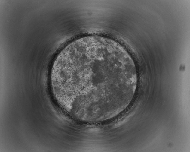 X0000101700592200808071201