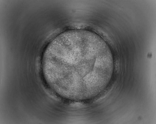 X0000101700594200808071201