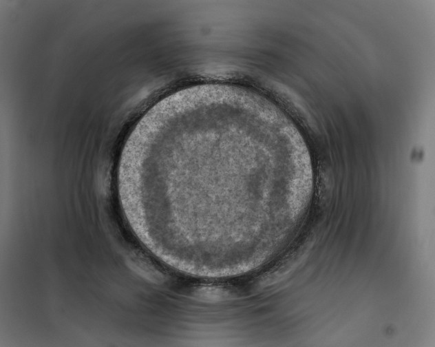 X0000101700596200808071201