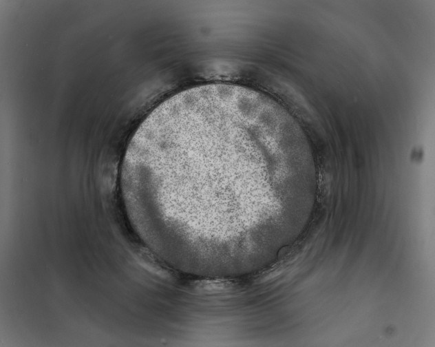 X0000101700652200808071200