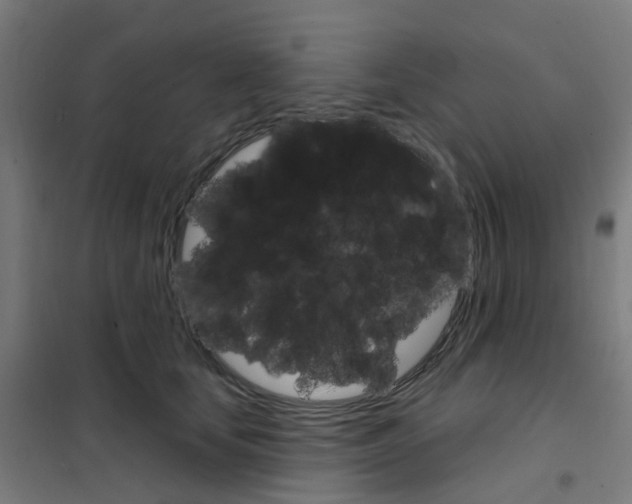 X0000101700659200808071200
