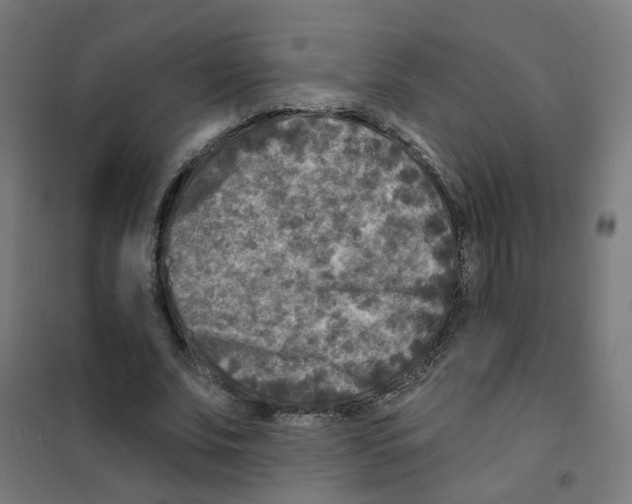 X0000101700679200808071159