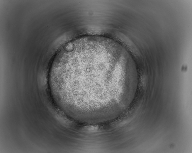 X0000101700687200808071159