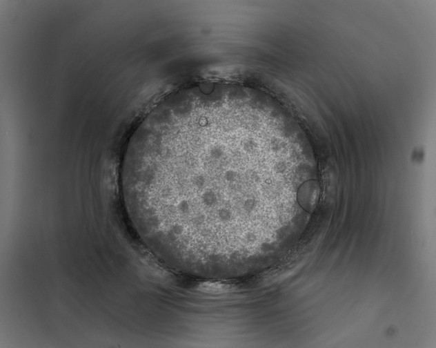 X0000101700699200808071159