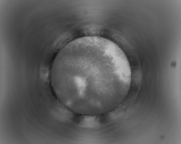 X0000101700709200808071159
