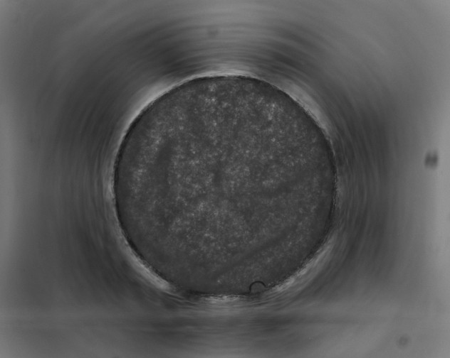 X0000101700797200808071157