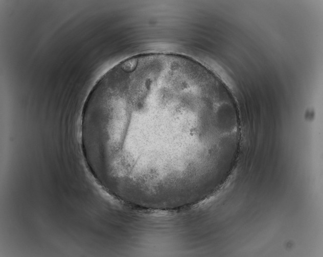 X0000101700839200808071157