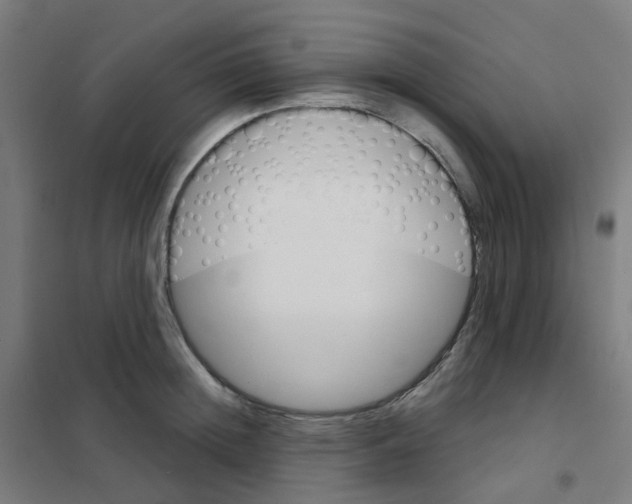 X0000101700852200808071157