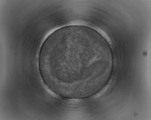 X0000101700854200808071157