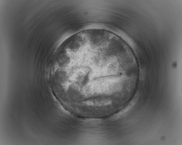 X0000101700953200808071155