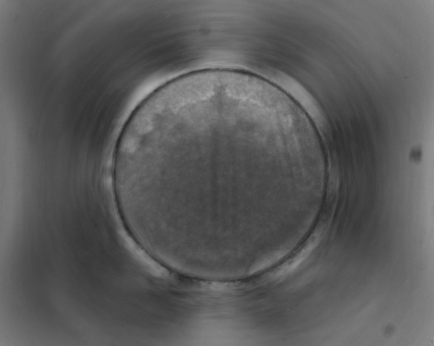 X0000101700958200808071155