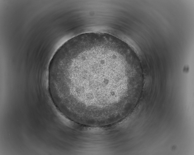 X0000101701079200808071153
