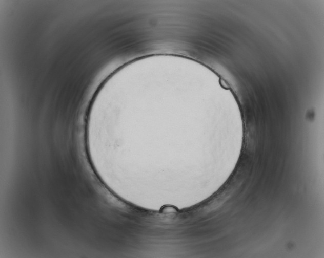 X0000101701096200808071153