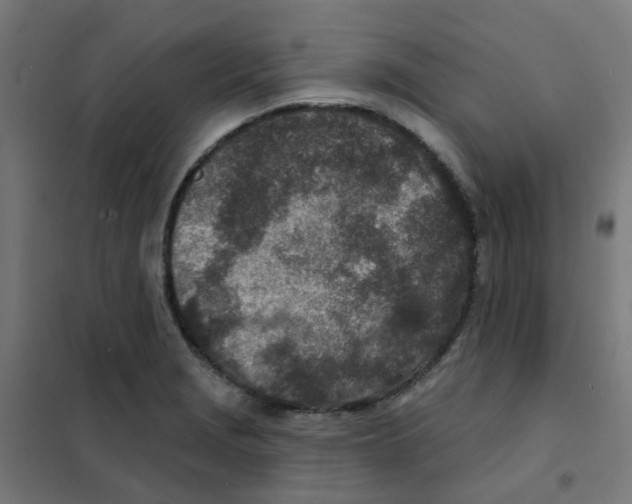 X0000101701229200808071151