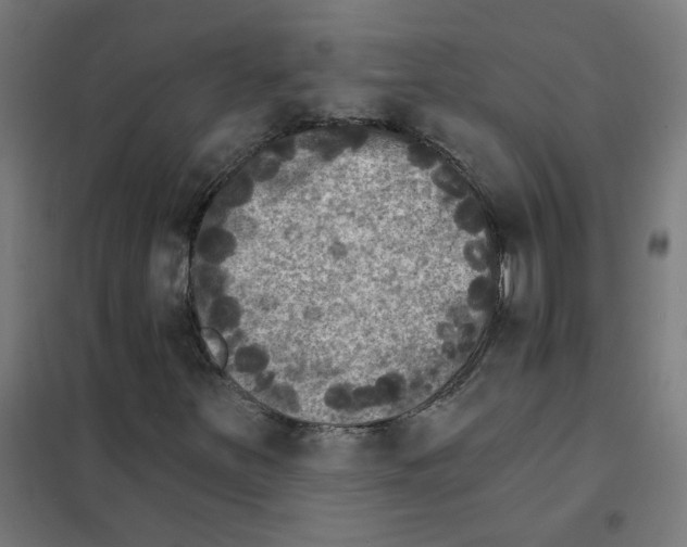 X0000101701251200808071150