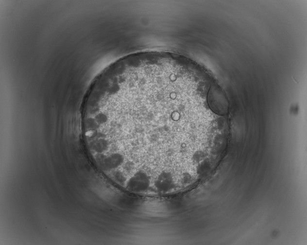 X0000101701267200808071150