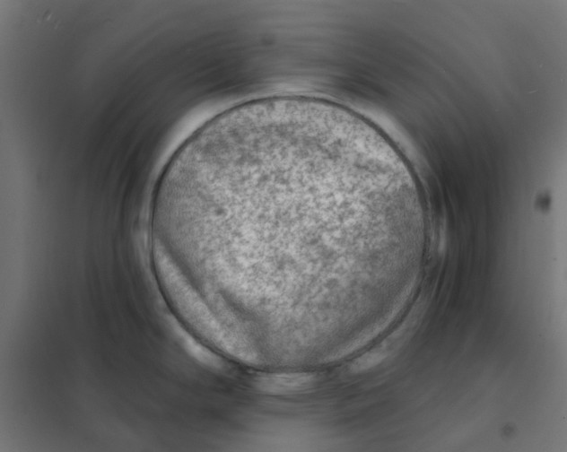 X0000101701294200808071149