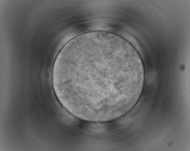 X0000101701338200808071149