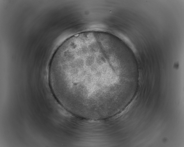 X0000101701419200808071148