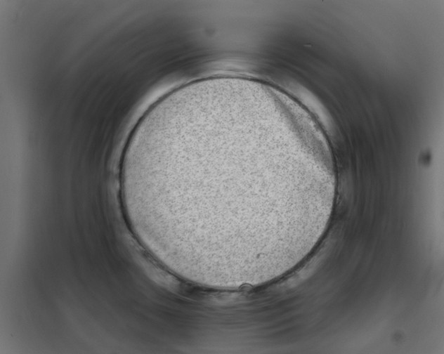 X0000101701435200808071148